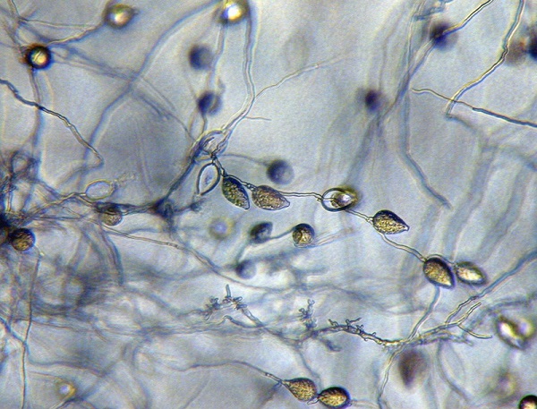 nam-phytophthora-palmivora