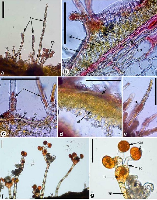 nguyen-nhan-benh-dom-rom-sau-rieng