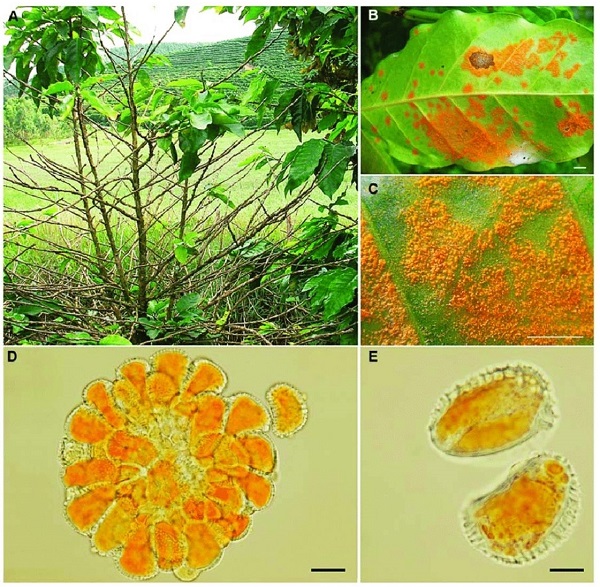 nguyen-nhan-benh-gi-sat-ca-phe