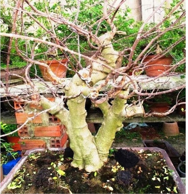 nguyen-nhan-cay-mai-bi-kho-canh