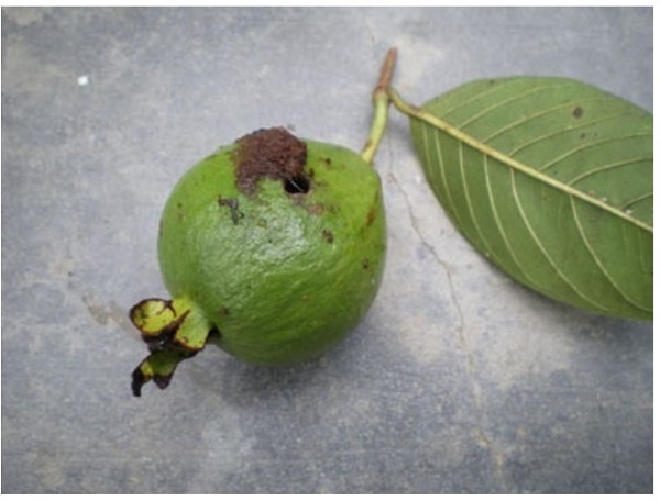 nguyen-nhan-oi-rung-trai-non