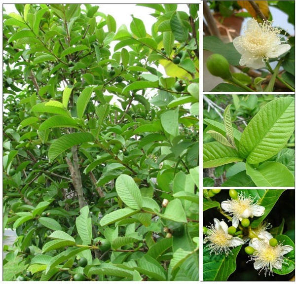 phong-chong-cay-oi-bi-rung-trai-non