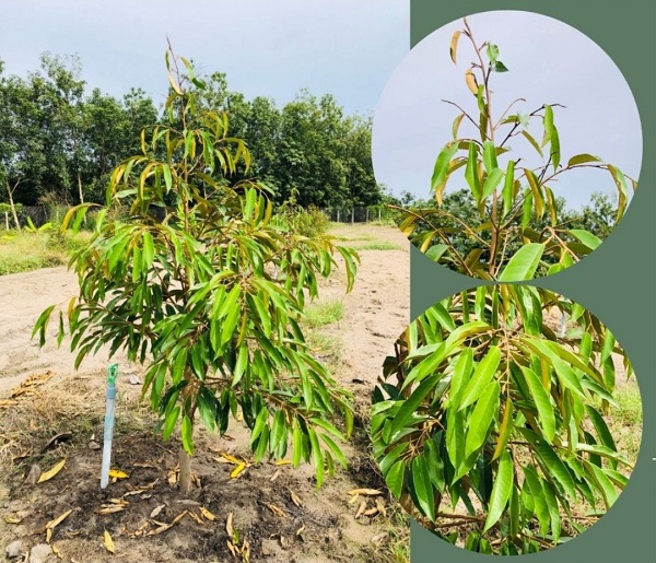 phuc-hoi-sau-rieng-bi-kho-dot