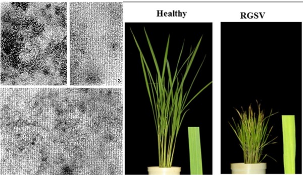 rice-grassy-stunt-virus
