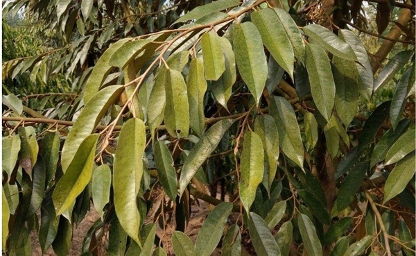 Top 3 thuốc đặc trị cháy lá trên cây sầu riêng được chuyên gia khuyên dùng 3 sau-rieng-bi-chay-la