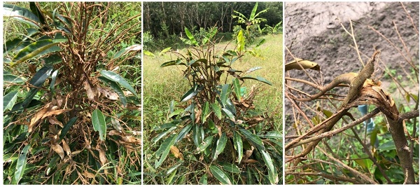 sau-rieng-bi-kho-dot