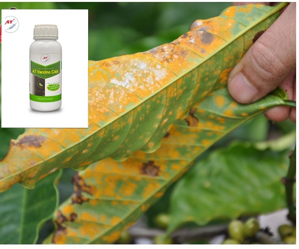 thuoc-dac-tri-benh-ri-sat-tren-cay-ca-phe