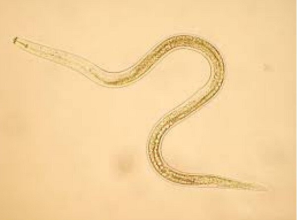 tuyen-trung-hai-re-cay-tieu