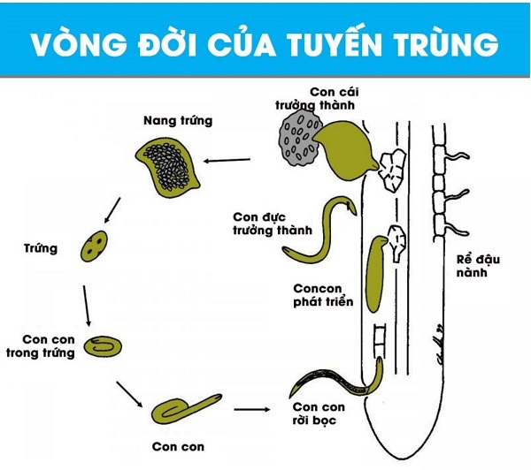 vong-doi-tuyen-trung-hai-tieu