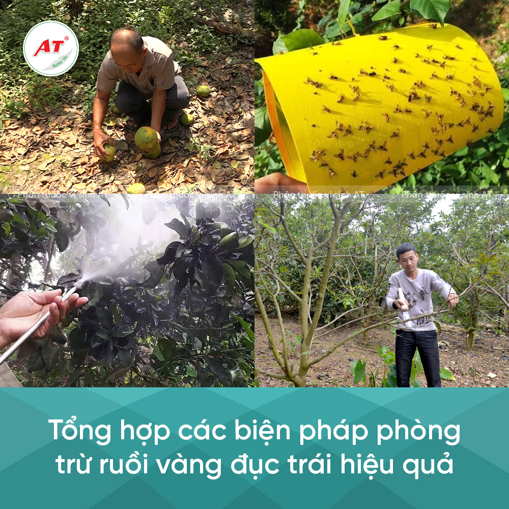 Các biện pháp phòng trừ ruồi vàng