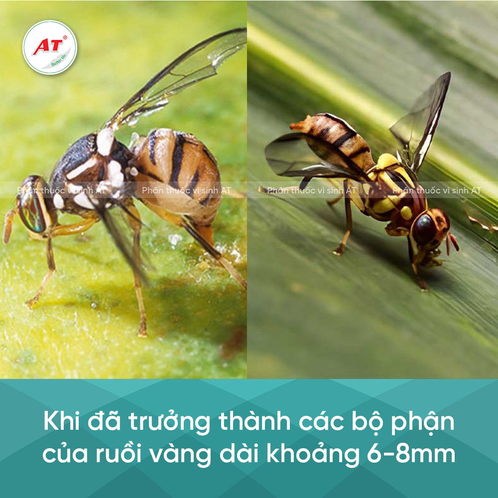 Dặc diểm ruồi vàng