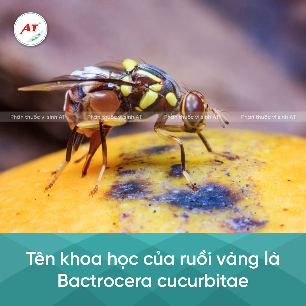 Tên khoa học ruồi vàng