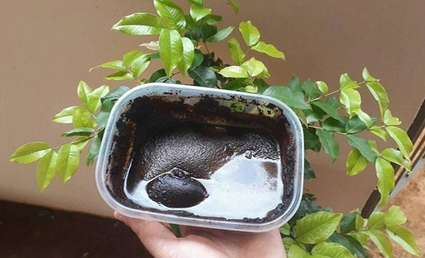 ba-ca-phe-bon-cay-co-tot-khong