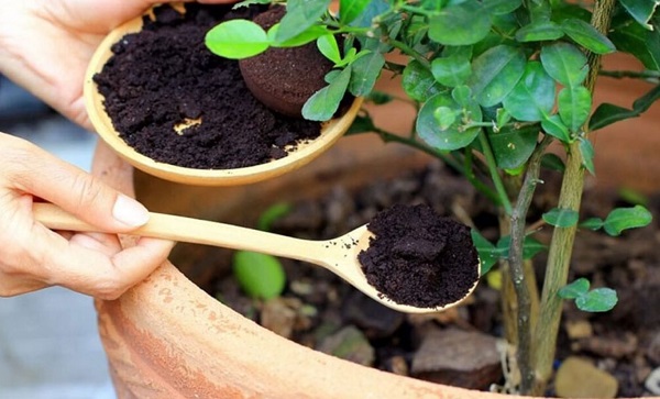 ba-ca-phe-bon-cay-gi-tot-nhat