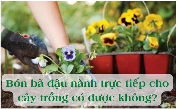 ba-dau-nanh-bon-cay-duoc-khong