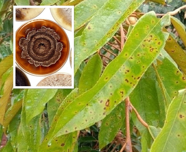 benh-dom-la-tren-cay-sau-rieng