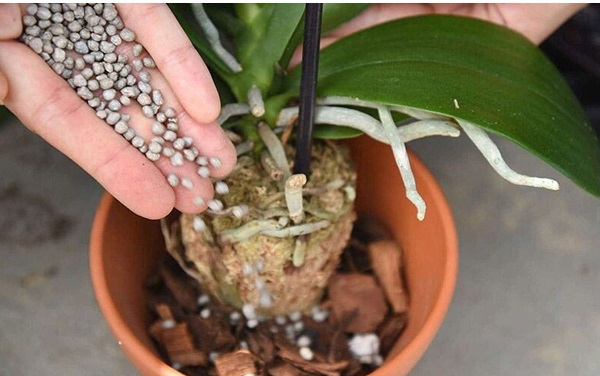Các loại phân bón NPK cho lan - Cách bón NPK cho hoa lan đúng, chuẩn 1 bon-phan-npk-cho-lan
