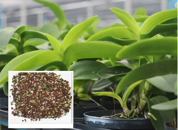 Các loại phân bón NPK cho lan - Cách bón NPK cho hoa lan đúng, chuẩn 4 cach-bon-npk-cho-hoa-lan
