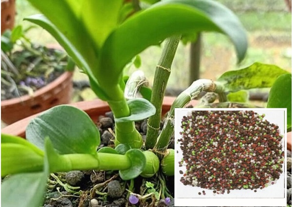 Các loại phân bón NPK cho lan - Cách bón NPK cho hoa lan đúng, chuẩn 5 cach-bon-phan-npk-cho-lan