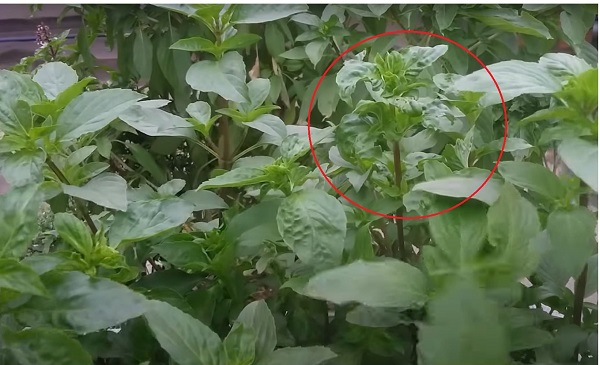 cach-chua-benh-xoan-la-cay-hung-que