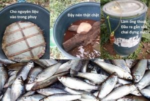 cach-u-phan-ca-bang-trichoderma