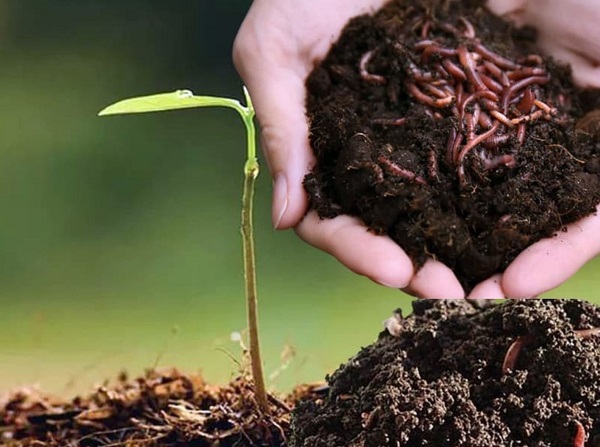 cach-xu-ly-mam-benh-trong-dat