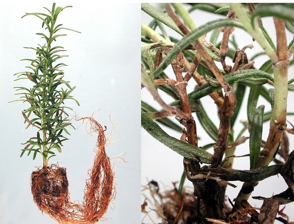 Cây hương thảo bị héo do đâu? Cách chăm sóc cây hương thảo bị khô héo 2 cay-huong-thao-bi-heo