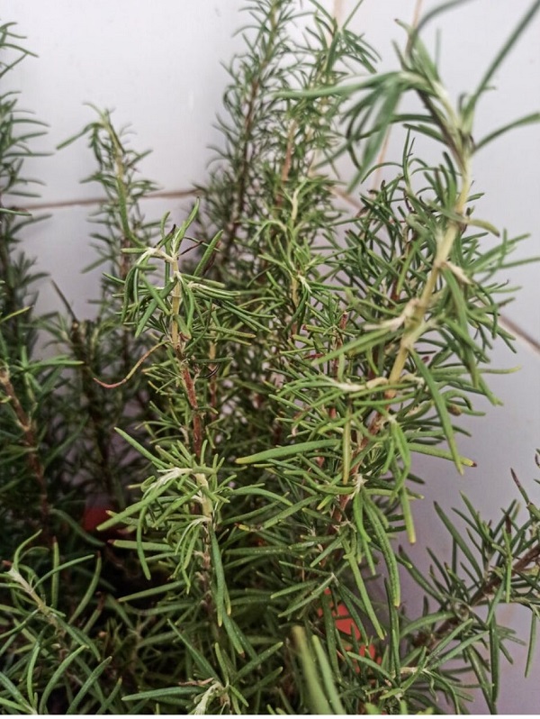 Cây hương thảo bị héo do đâu? Cách chăm sóc cây hương thảo bị khô héo 4 cay-huong-thao-bi-kho-heo