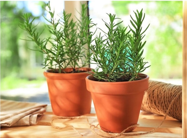 Cây hương thảo bị héo do đâu? Cách chăm sóc cây hương thảo bị khô héo 1 hinh-anh-cay-huong-thao