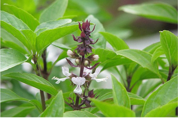 hinh-anh-cay-rau-hung-que