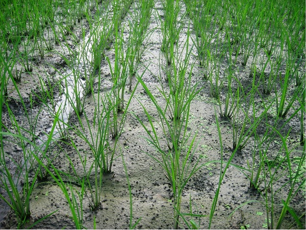 kich-thich-lua-de-nhanh