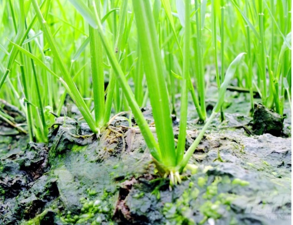 lua-de-nhanh-khi-nao