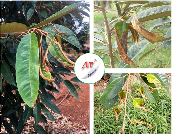 nguyen-nhan-sau-rieng-xoan-la