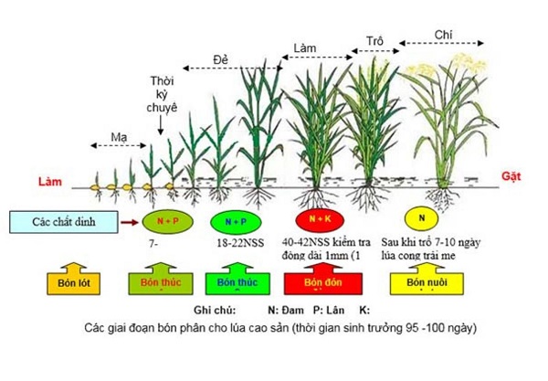 nhu-cau-ve-dinh-duong-cua-lua
