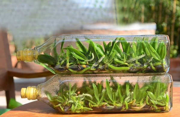 Các loại phân bón NPK cho lan - Cách bón NPK cho hoa lan đúng, chuẩn 3 phan npk cho lan