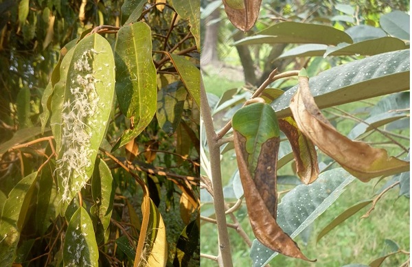 sau-rieng-bi-ray-xanh