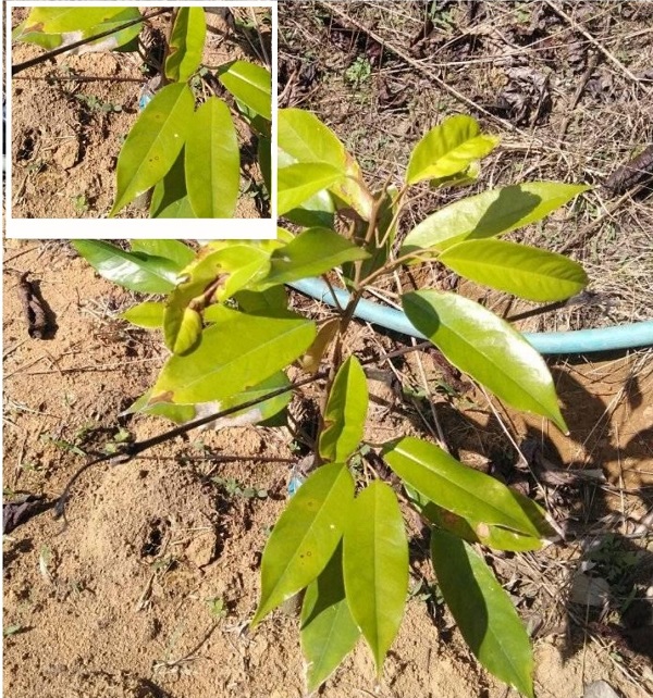sau-rieng-con-bi-vang-la