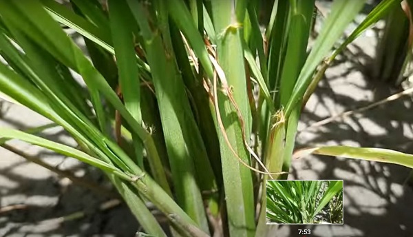 thoi-diem-bon-don-dong-cho-lua