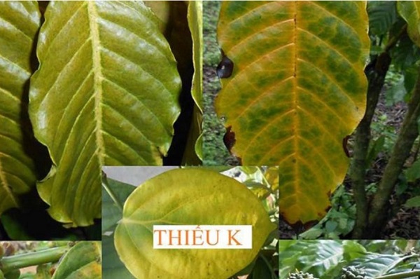 vai-tro-cua-kali-doi-voi-cay-an-qua