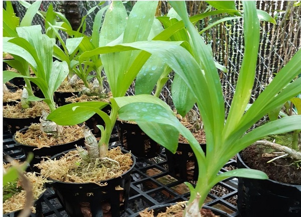 bon-phan-bon-la-cho-lan