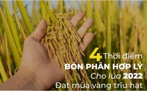 cac-giai-doan-bon-thuc-cho-lua