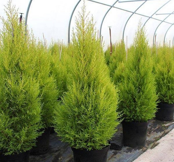 cach-cham-soc-cay-tung-thom-bi-heo