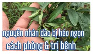 cach-chua-cay-dao-bi-heo-ngon