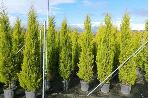 cach-cuu-cay-tung-thom-bi-heo