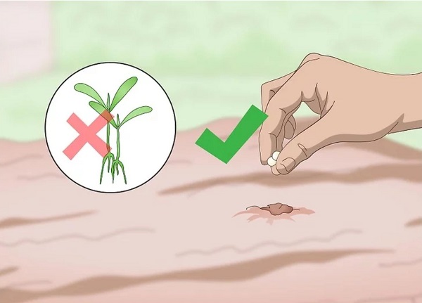 cach-gieo-hat-ngo-ri