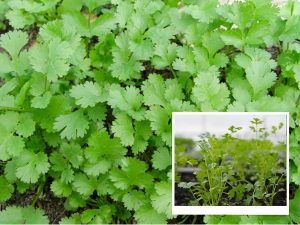 cach-trong-ngo-ri-bang-hat