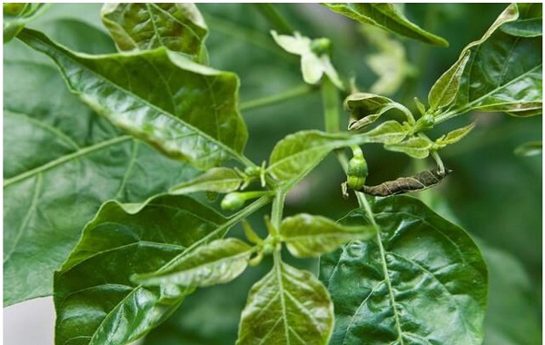 cay-ot-co-hoa-nhung-khong-dau-trai