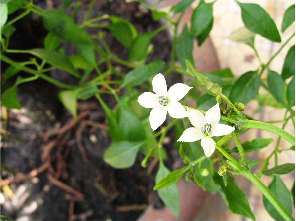 cay-ot-ra-hoa-nhung-khong-dau-trai