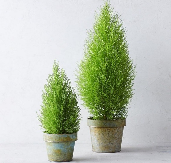 hinh-anh-cay-tung-thom