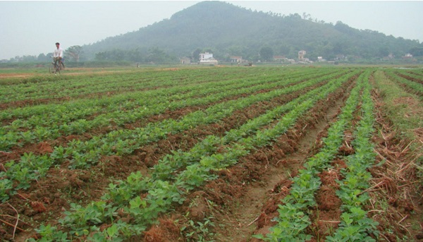 ky-thuat-trong-lac
